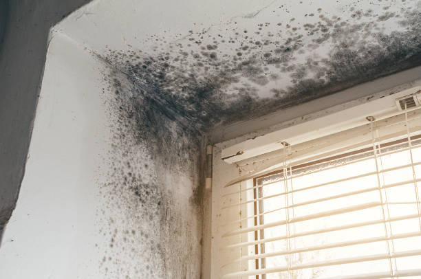 Affordable Mold Remediation solutions in Concord, MI