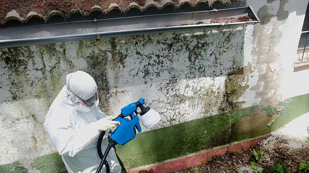 Top rated local Mold Remediation specialists in Concord, MI